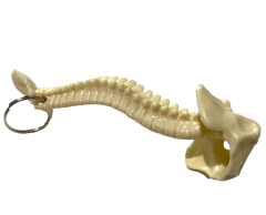 Anatomisk rygsøjle nøglering